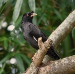 DSC00177 Crested Myna @ DB.jpg