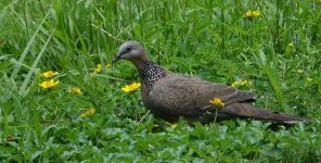 DSC00190 Spotted Dove @ DB.JPG