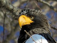 Rausu eagles (3).JPG