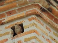 2016.06.28 Juv Lesser Kestrel.JPG