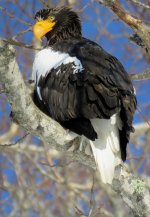 Rausu eagles (5).jpg