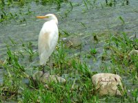 2016.06.28 Cattle Egret.JPG