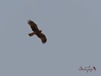 2016.06.28 Booted Eagle.JPG