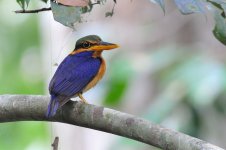 DSC_6080 Rufous-collared Kingfisher.JPG