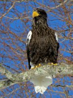 Rausu eagles (11).jpg