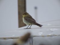 Chiffchaff resize1.jpg