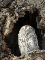 Ural Owl (3).JPG