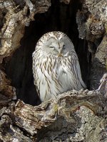 Ural Owl (4).jpg