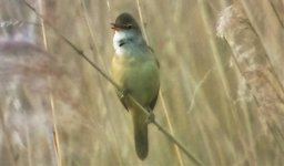 rsz_1great_reed_warbler_paxton_pits_may_2016.jpg