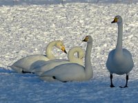 Whoopers, Akan (2).JPG