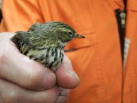 Meadow Pipit-2.jpg