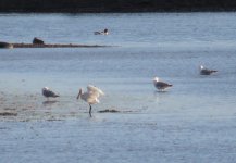 spoonbill video 016.jpg