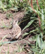 brown accentor (Prunella fulvescens)2.jpg