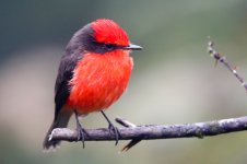 galapagos-vermilion-flycatcher-isabela-island-1.JPG