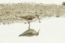 Green-Sandpiper.jpg