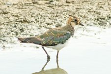 Lapwing.jpg