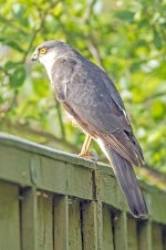 Sparrowhawk.jpg