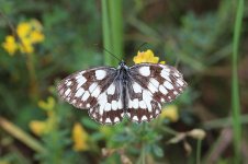 Marbled White lt 2.jpg