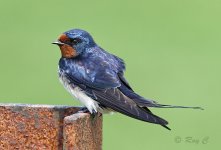 swallow 10 PN.jpg