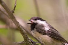 Chickadee2.jpg