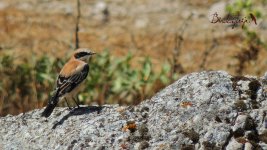 2016.08.17 Black-eared Wheatear.JPG