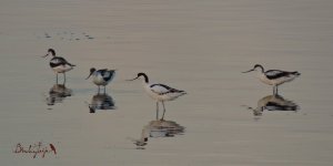 2016.08.17 Avocets.JPG