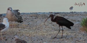 2016.08.17 Glossy Ibis.JPG