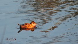 2016.08.17 White-headed Duck.JPG