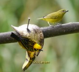 Euphonia q P1180154.JPG