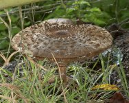 mushroom061006.jpg