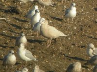 BF Glaucous Gull 3.JPG