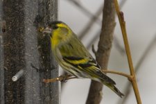 Siskin.jpg