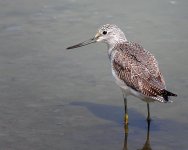 greenshank DSCN3908.jpg