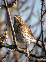 song thrush jan 07.jpg