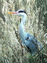 HERON GREY RUDYARD 110207.jpg