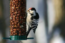 LesserPecker (feeder) -thumb.jpg