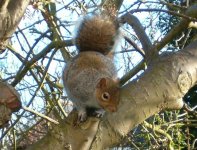 Squirrel on Rowan.jpg