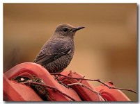 BLUE ROCK THRUSH FEMALE.jpg