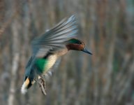 Green wing Teal.jpg