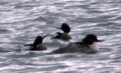 goosander 2 giles quay dec 06.jpg