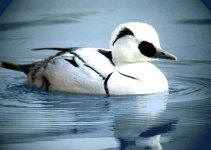 Smew1 copy.jpg