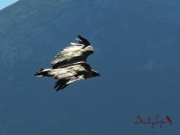 2016.06.07 Griffon Vulture.JPG