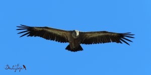 2016.06.07 Griffon Vulture 2.JPG