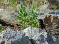 2016.06.07 Black Wheatear.JPG