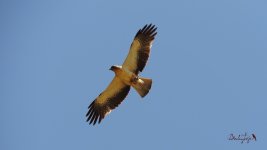 2016.06.07 Booted Eagle.JPG