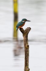 Kingfisher Upton Warren 1024.jpg