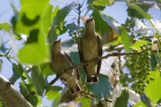 Daurian Starling (2).jpg