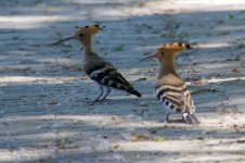 Hoopoe adult w- fledgling.jpg