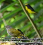 Thick-billed Euphonia poor P1180201.JPG