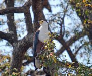 African Fish Eagle.jpg